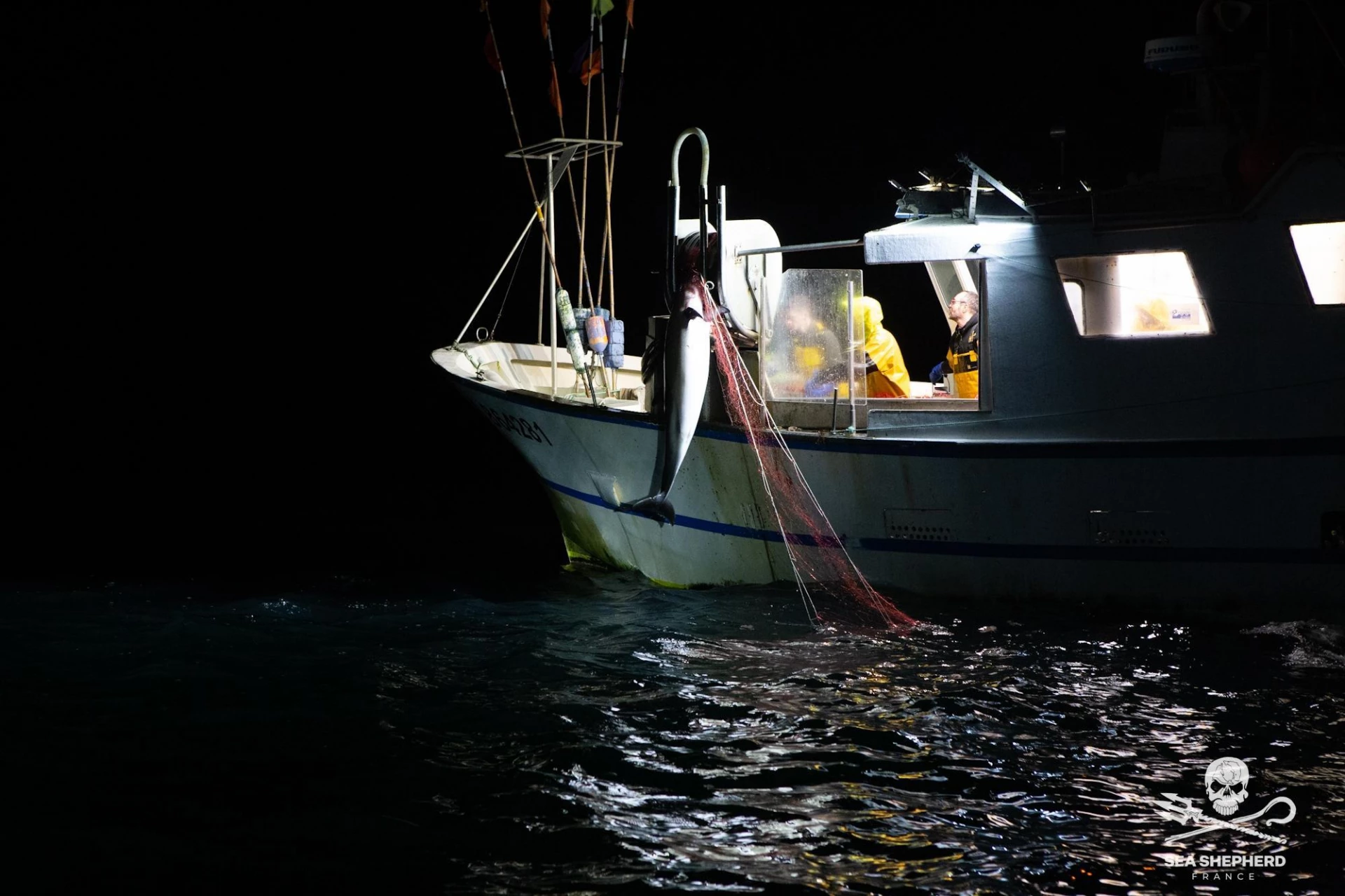 Bateau remontant un dauphin dans ses filets