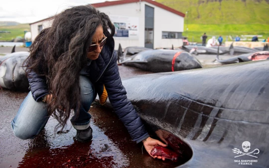 Feroe Grindstop globicéphale|Feroe Grindstop globicéphale|Feroe Grindstop globicéphale|Feroe Grindstop globicéphale|Feroe Grindstop globicéphale||Feroe Grindstop globicéphale|Feroe Grindstop globicéphale|Feroe Grindstop globicéphale|Feroe Grindstop globicéphale|Feroe Grindstop globicéphale|Feroe Grindstop globicéphale|Feroe Grindstop globicéphale|Feroe Grindstop globicéphale