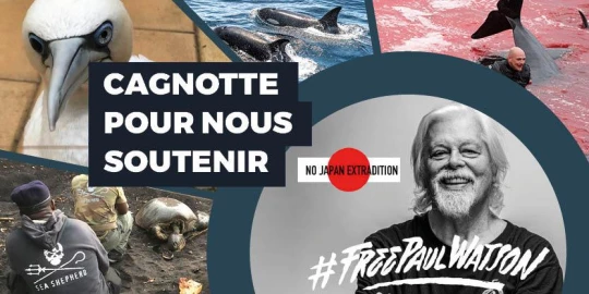 Paul Watson extradition japon Sea Shepherd France cagnotte Lamya Essemlali SS Global