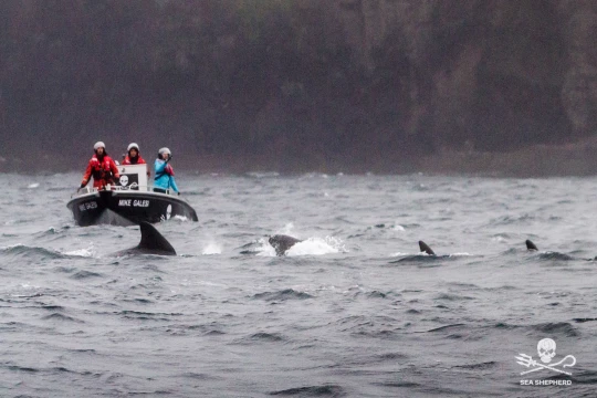 Marianna Baldo / Sea Shepherd france rouen
