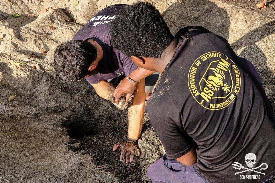 tortue tuée ile carapace association france nyamba oeufs braconnage|tortue tuée ile carapace association france nyamba oeufs sea