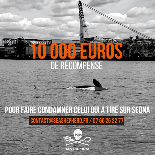 10 000 euros de récompense sea sheperd