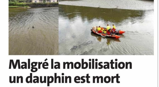 |dauphin morlaix signalements|dauphin morlaix signalements|dauphin morlaix signalements