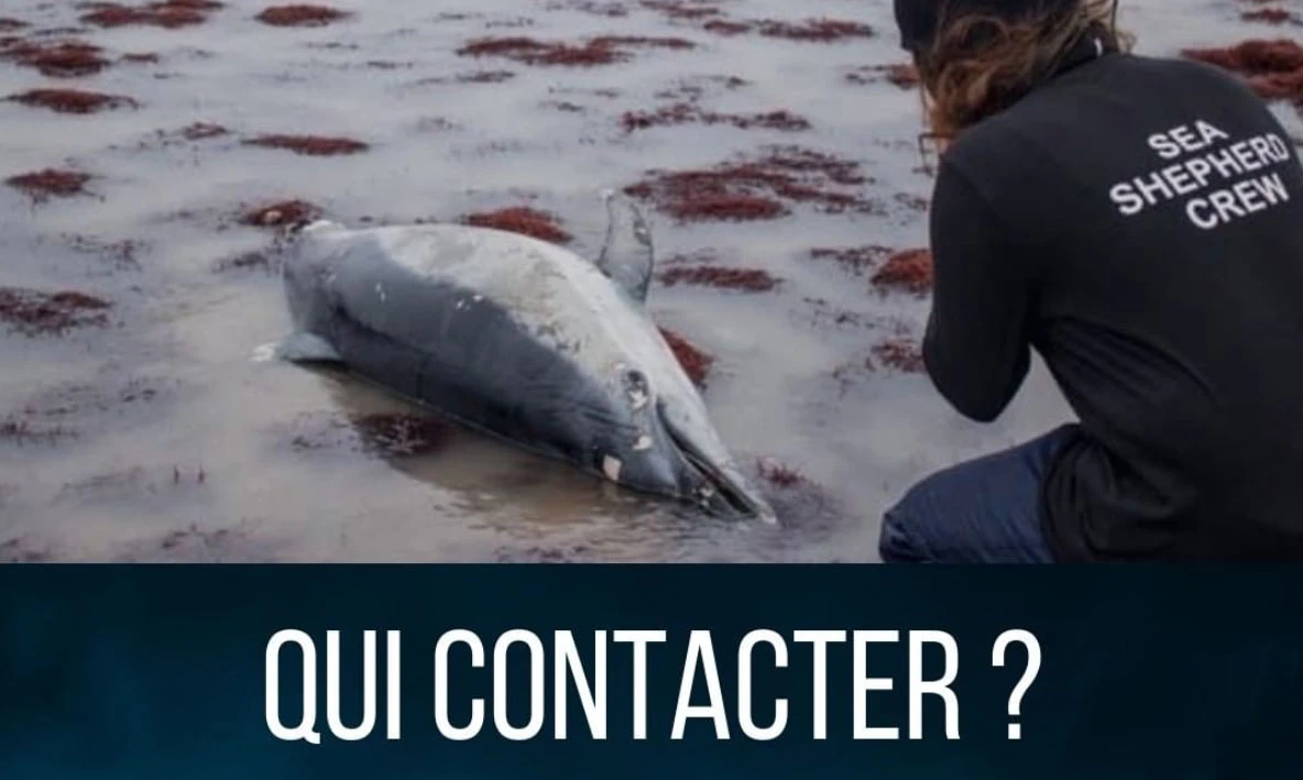 dauphins mort association|Signalements des échouages de dauphins sur les plages françaises dons