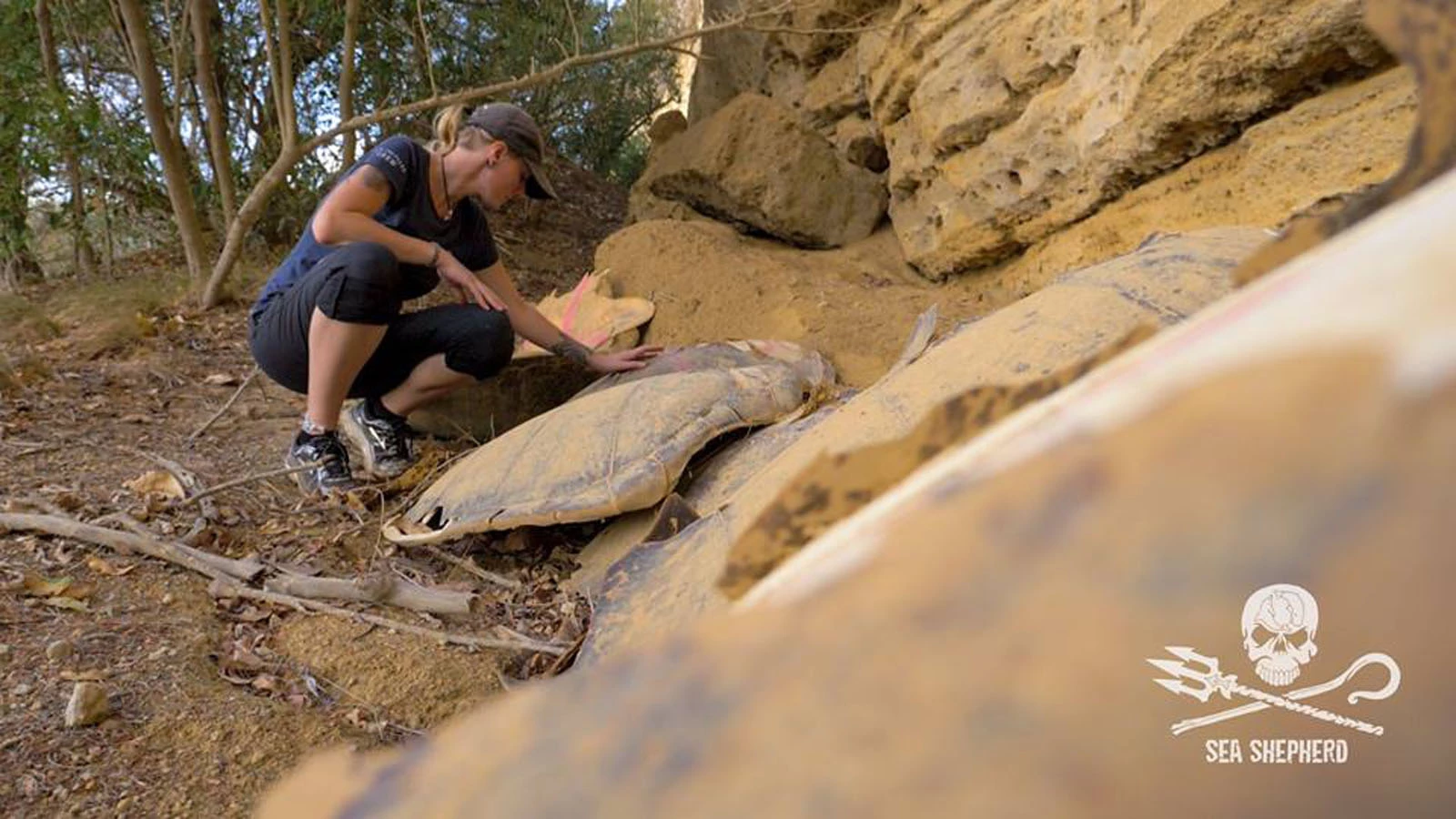 tortue tuée ile carapace association mayotte