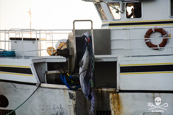 dauphin ocean association ong france|dauphin ocean association|Un bateau de pêche français tue DAUPHINS france|Un bateau de pêche français tue DAUPHINS sea|Un bateau de pêche français tue DAUPHINS asso mer|Un bateau de pêche français tue DAUPHINS voluntas mer