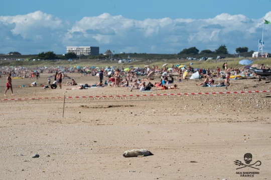 bébé phoque|bébé phoque|bébé phoque