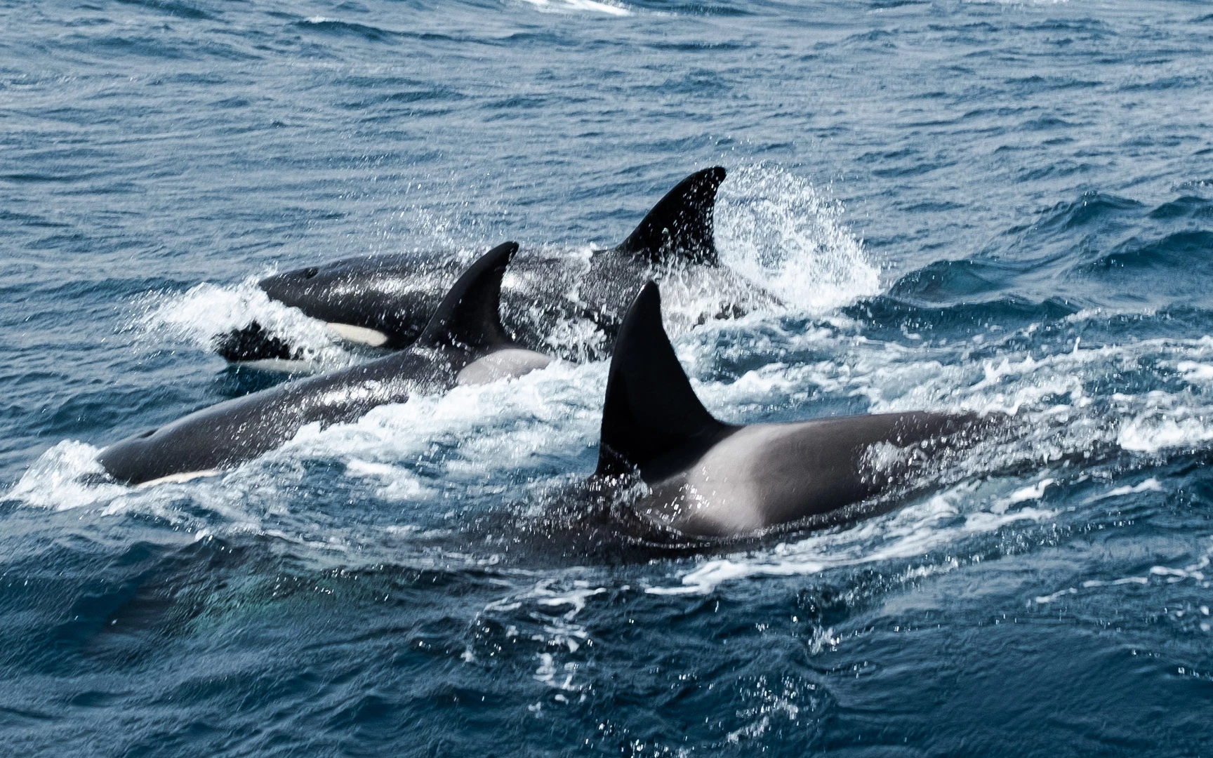 Save the Iberian Orcas Orques