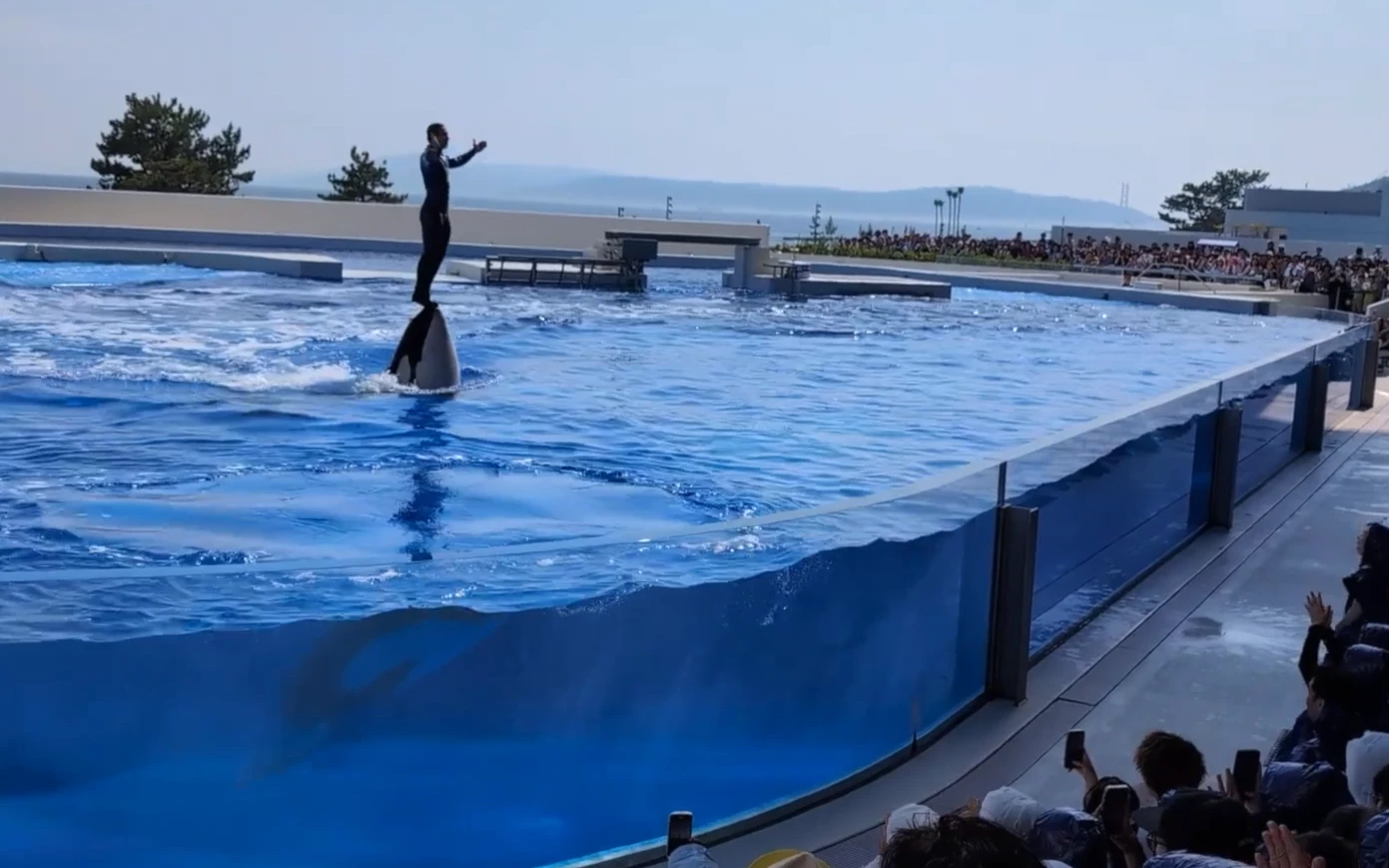 orques delphinarium Marineland Kobe Wikie Keijo