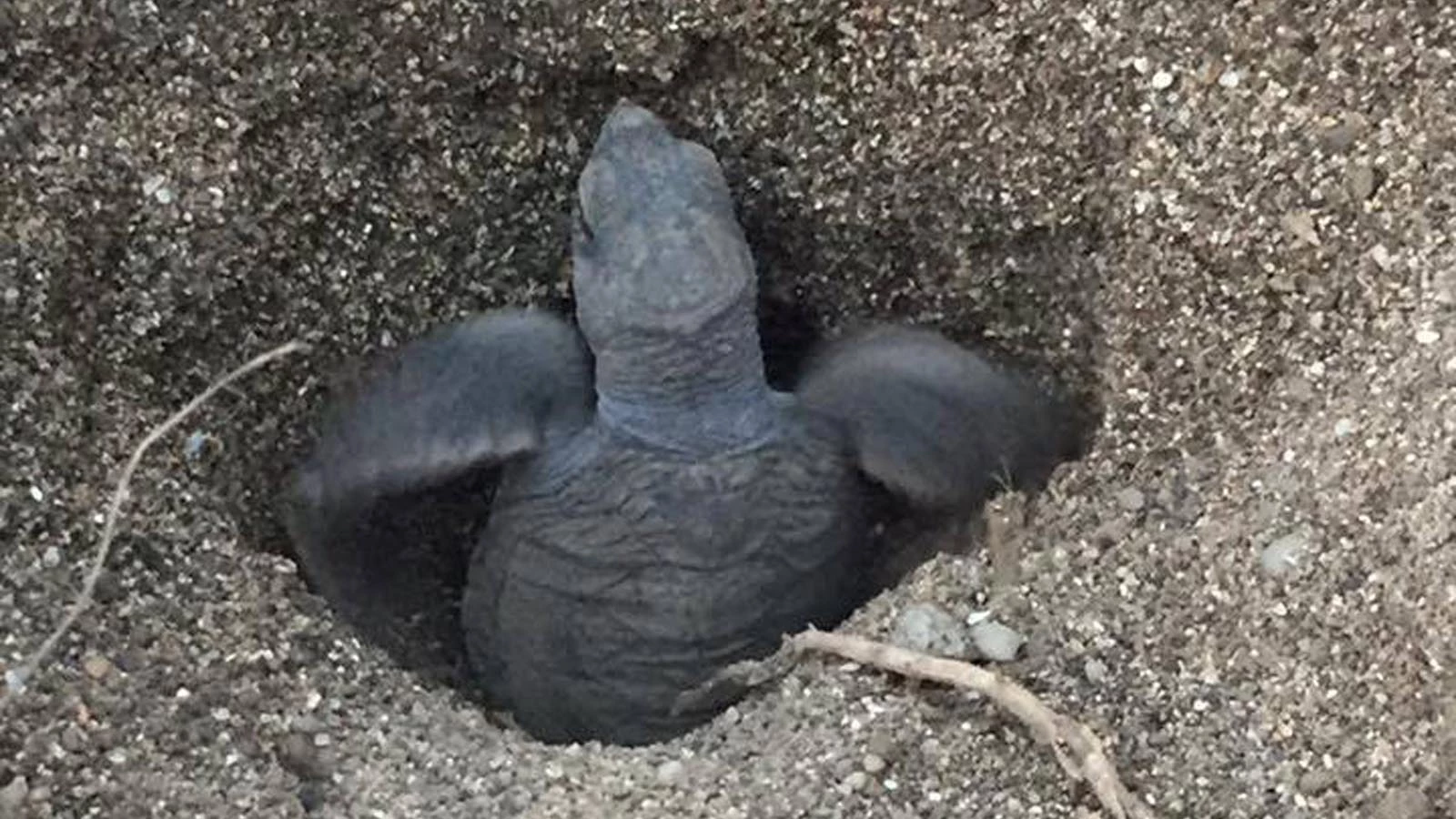 tortue ocean association france nyamba naissance|Nyamba association tortue ong|tortue ocean association france nyamba dons