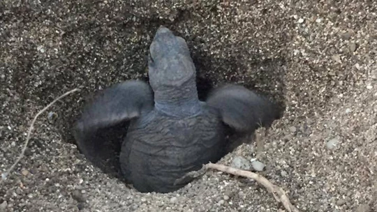 tortue ocean association france nyamba naissance|Nyamba association tortue ong|tortue ocean association france nyamba dons