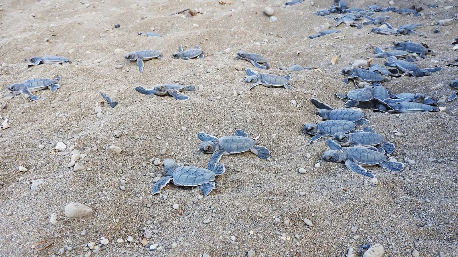 tortues vie association|Nyamba mort tortue association