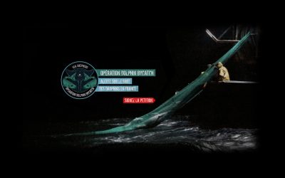 Levons l’omerta sur l’extermination des dauphins en France