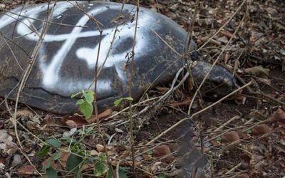 Mayotte : les tortues sont massacrées sur les plages « protégées » par les gardiens du Conseil Général