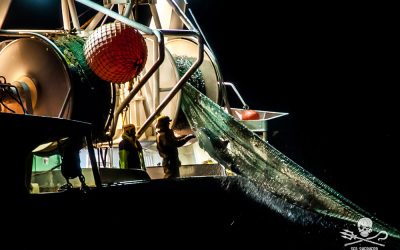Opération Dolphin Bycatch : Premières images de dauphins pris au piège de chalutiers