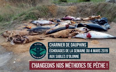 Hécatombe de dauphins : carton rouge pour les pêcheurs des Sables d’Olonne et de Saint Gilles Croix de Vie