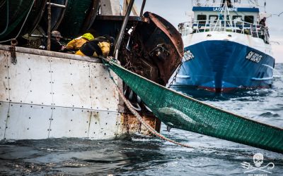 Hécatombe de dauphins : les scientifiques du CIEM plaident pour une fermeture de la pêche en hiver dans le Golfe de Gascogne