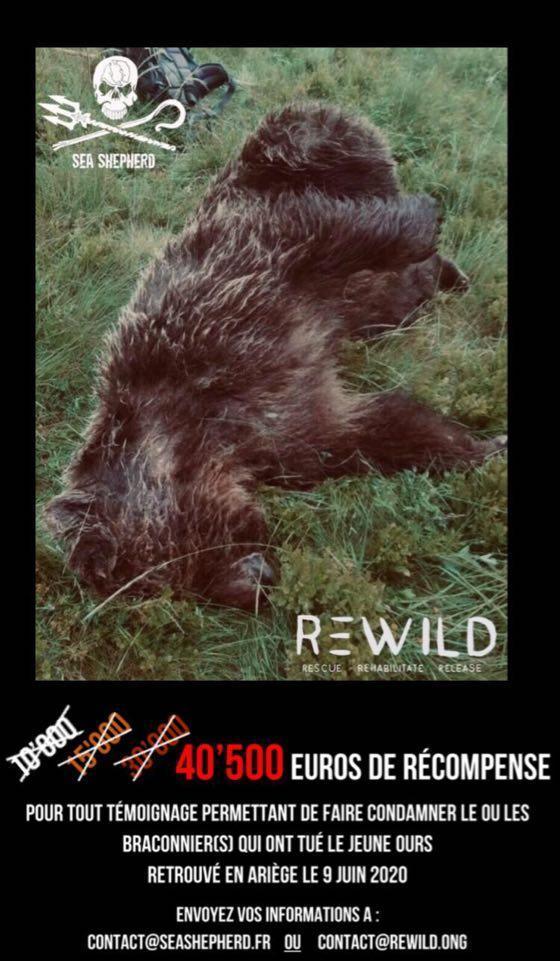 Ours tué en Ariège