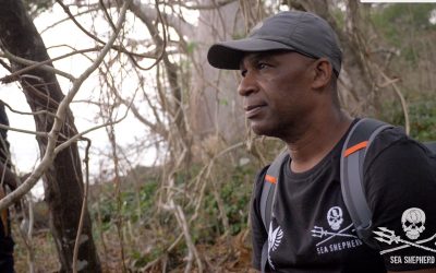 Braconnage de tortues à Mayotte, un défenseur des tortues grièvement blessé à la tête