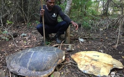 Sea Shepherd découvre un charnier de tortues marines à Mayotte