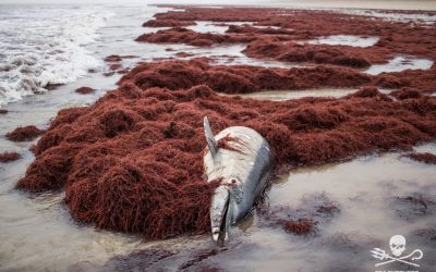 Captures de dauphins dans le Golfe de Gascogne : Sea Shepherd lance l’Opération Dolphin ByCatch 7