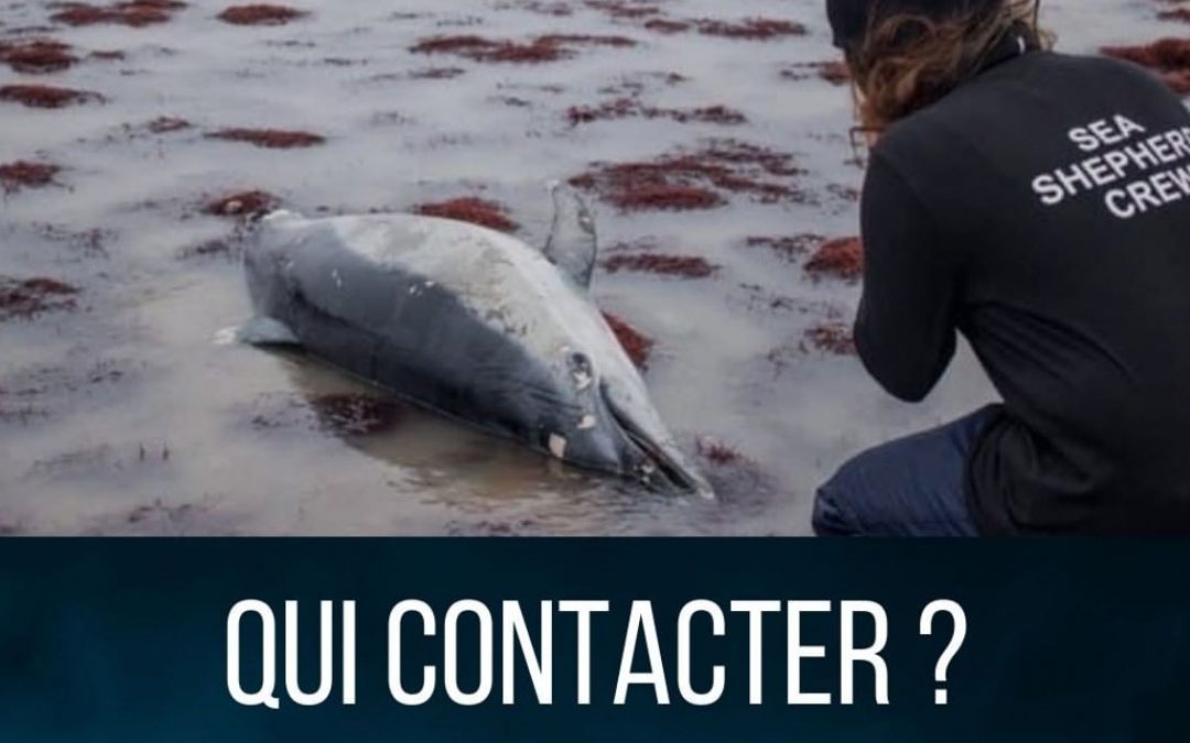 Signalements des échouages de dauphins sur les plages françaises