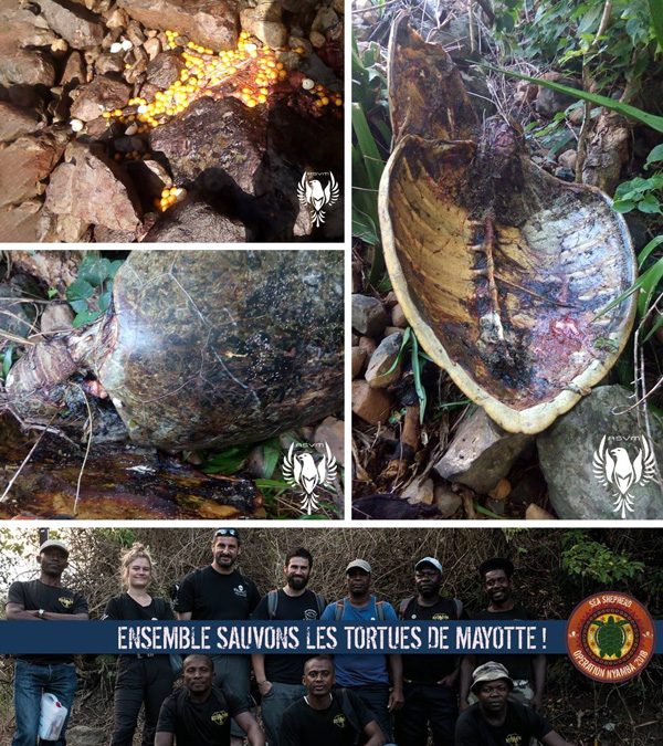 braconnage mayotte tortue aide