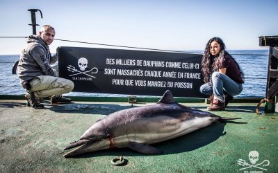 Nouvelles images de captures de dauphins à Lacanau