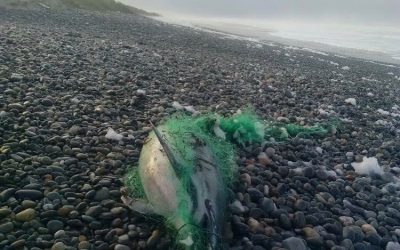 Hécatombe de dauphins en France : Sea Shepherd invite les Comités des Pêches à débattre publiquement du problème.