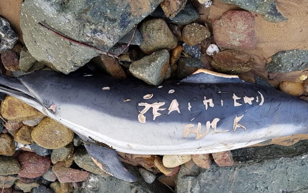 Hécatombe de dauphins : les pêcheurs adressent un message macabre à Sea Shepherd