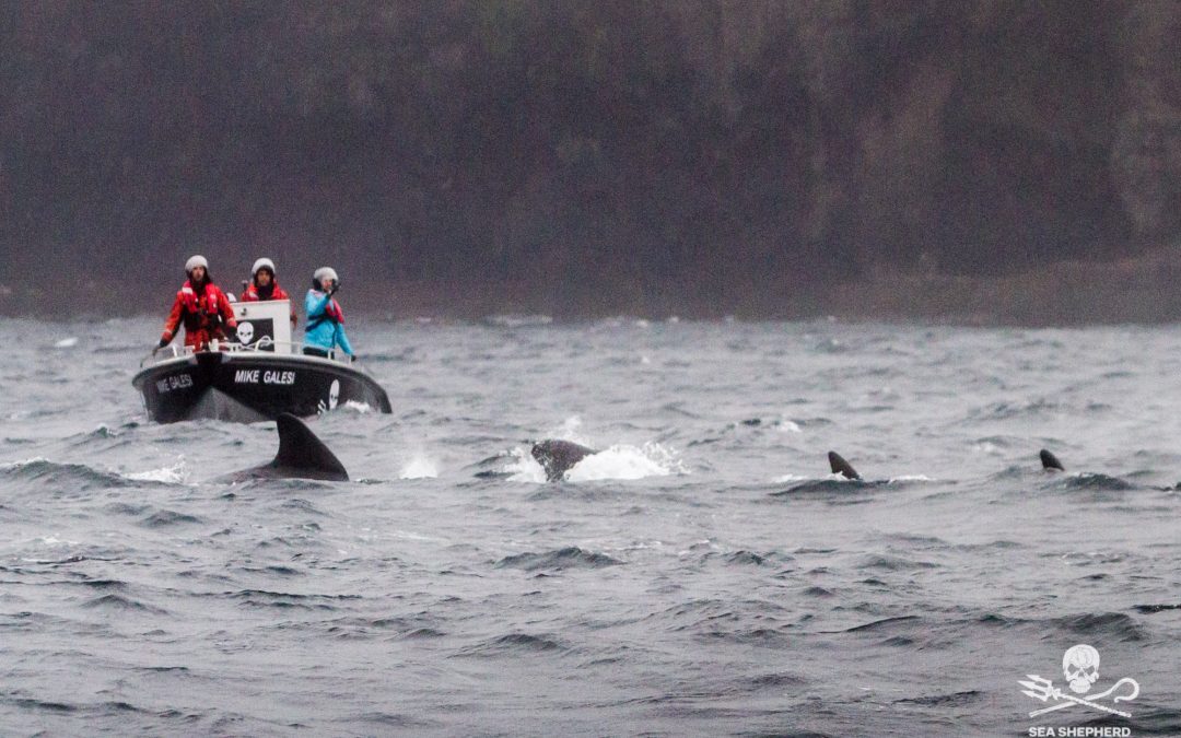 Sea Shepherd propose ses bateaux à l’État pour tenter de sauver l’orque dans la Seine