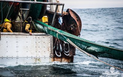 Opération Dolphin Bycatch : Deux dauphins capturés par des chalutiers prétendument équipés de « pingers »