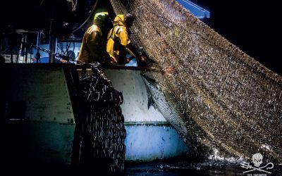 Sea Shepherd fait condamner l’Etat français pour les milliers de dauphins sacrifiés au secteur de la pêche et exige des caméras embarquées sur les navires