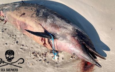La pêche est en train d’exterminer les dauphins, n’en soyez plus complice