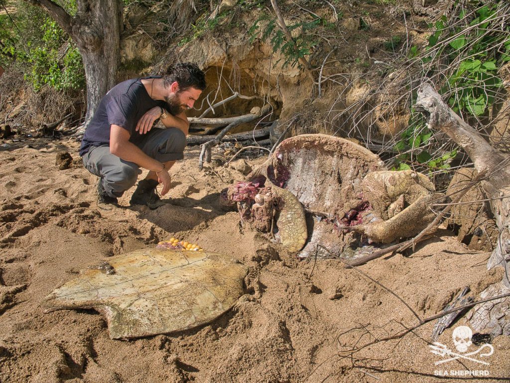 tortue retrouvée braconnée ce matin sur la plage de Papani. Crédit Sea Shepherd 