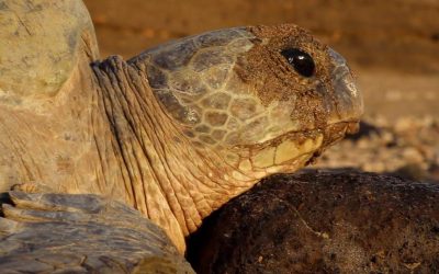 Ca bouge enfin pour les tortues de Mayotte