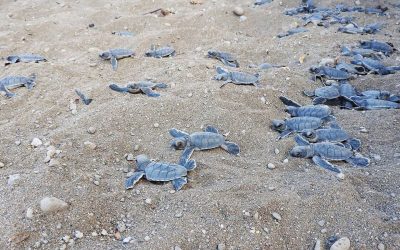 Vie et mort des tortues