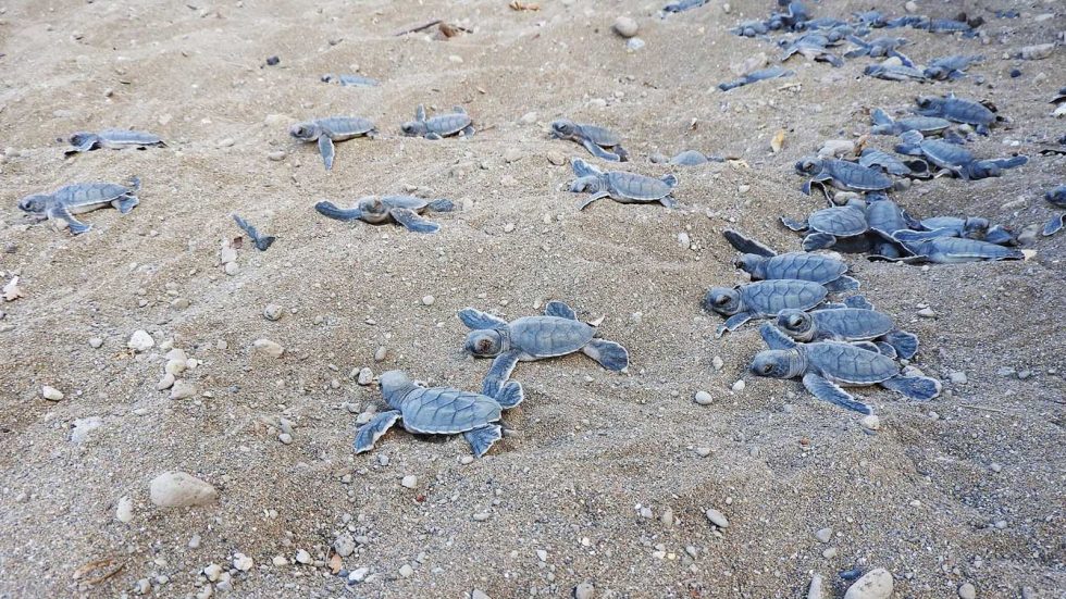 Vie et mort des tortues Sea Shepherd France