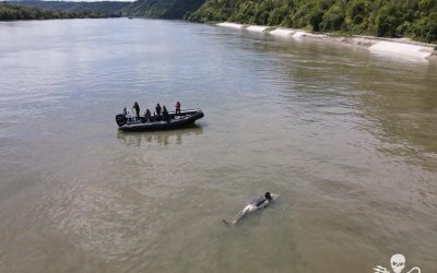 Orque perdue dans la Seine, autopsie d’un hold-up