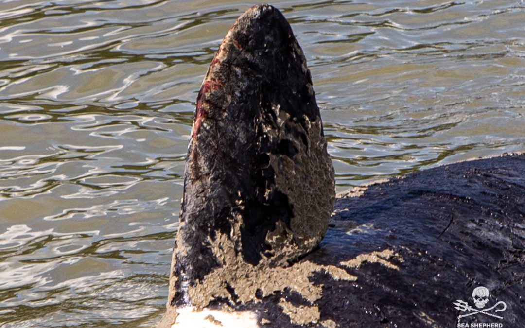 dead killer whale on the Seine river france
