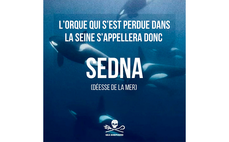 Sea Shepherd baptise l’orque morte dans la Seine, «Sedna » (Déesse de la mer)