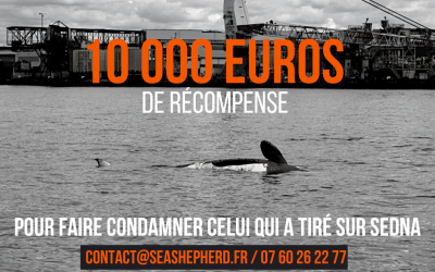 Sedna : pourquoi Sea Shepherd offre 10 000 euros de récompense pour faire condamner celui qui a tiré sur l’orque qui est morte dans la Seine.