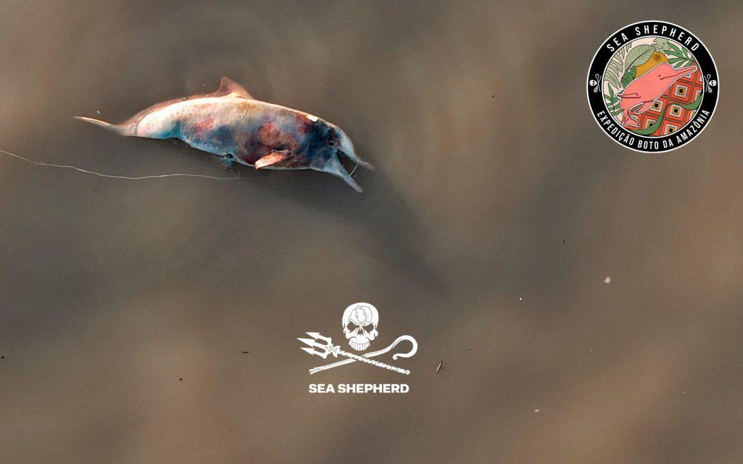 Expédition Boto da Amazônia menée par Sea Shepherd Brésil grâce au soutien de Sea Shepherd  France.