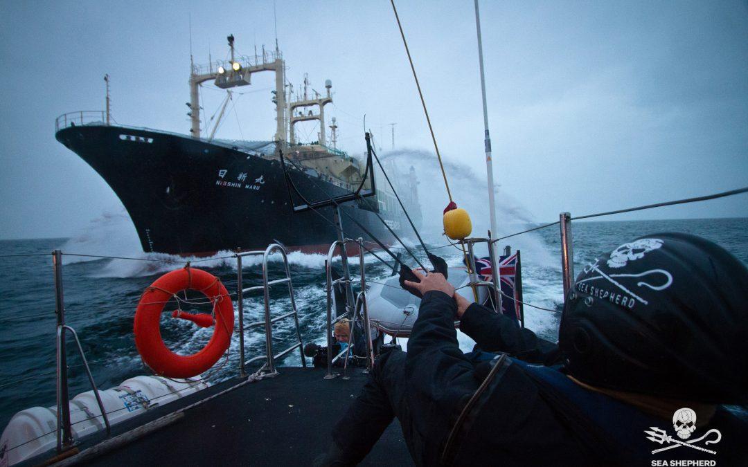 En proie à un ennemi intérieur Sea Shepherd résiste et crée Sea Shepherd Origins