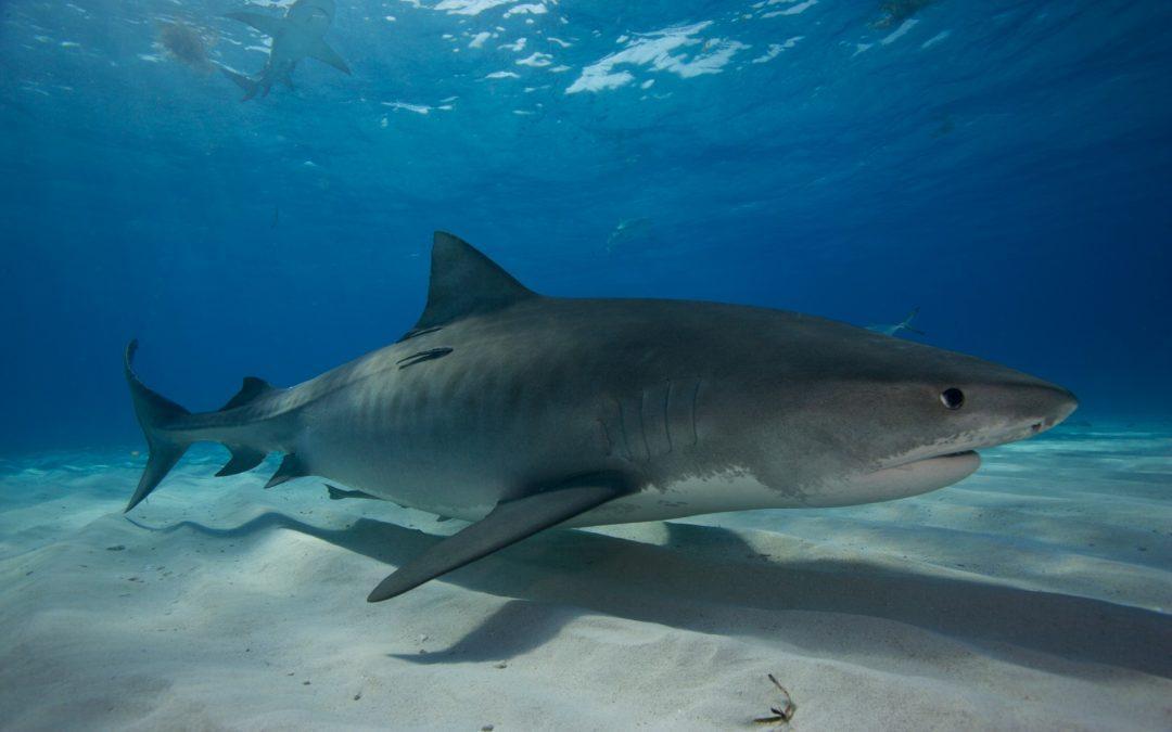 Début d’année sanglant pour les requins à La Réunion