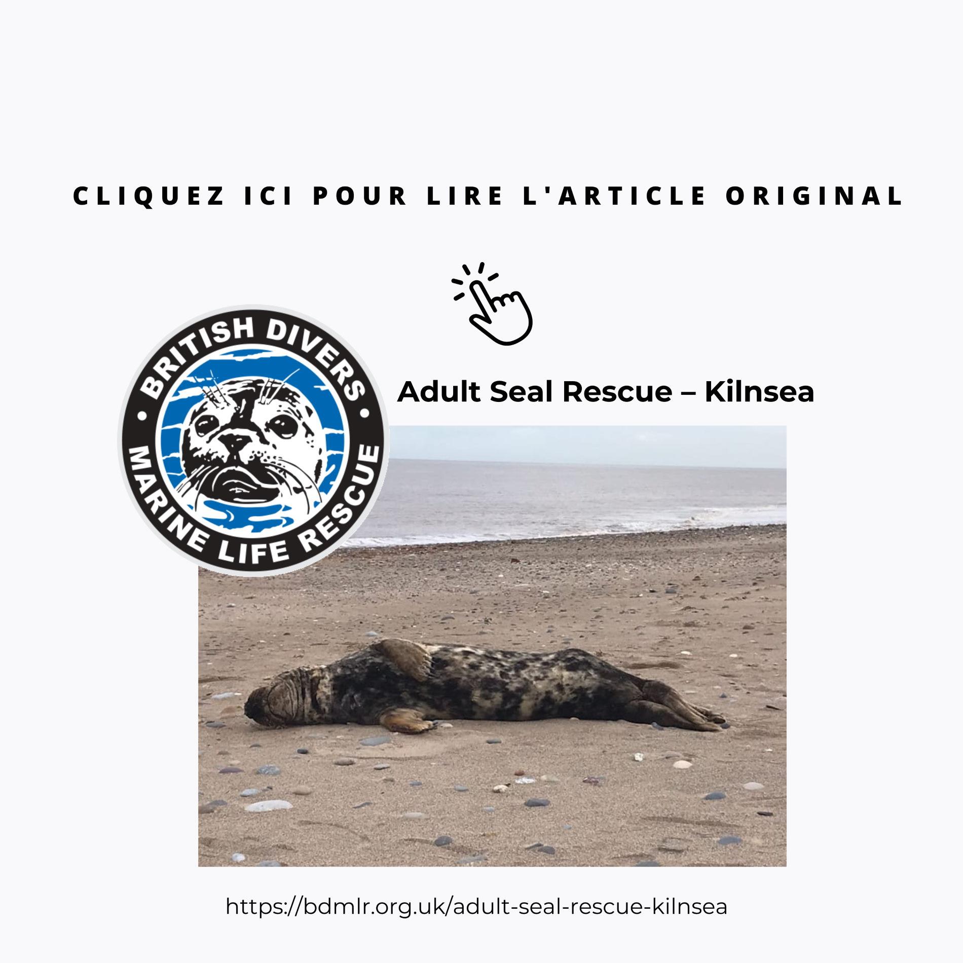 A Kilnsea, un phoque adulte échoué