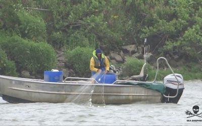 Pêche d’espèces menacées dans l’Adour