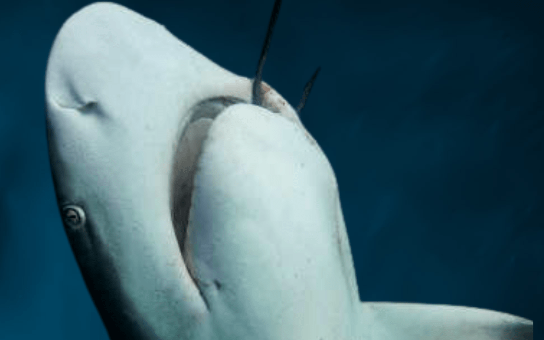 Sea Shepherd France fait annuler l’arrêté autorisant l’abattage des requins-tigres et bouledogues à la Réunion