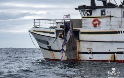 Captures de dauphins : face au refus de l’État d’appliquer des mesures d’urgence, Sea Shepherd France retourne sur les zones de pêche