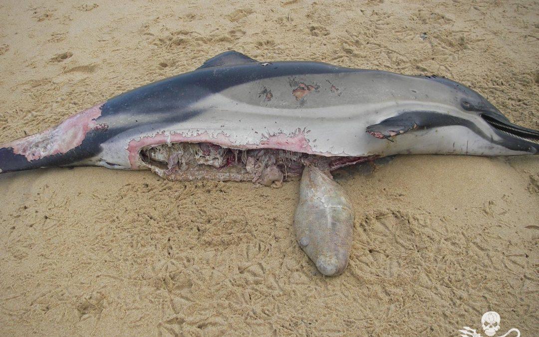 6 cadavres de dauphins sévèrement mutilés et éventrés retrouvés ces derniers jours : Sea Shepherd France dépose plainte contre X